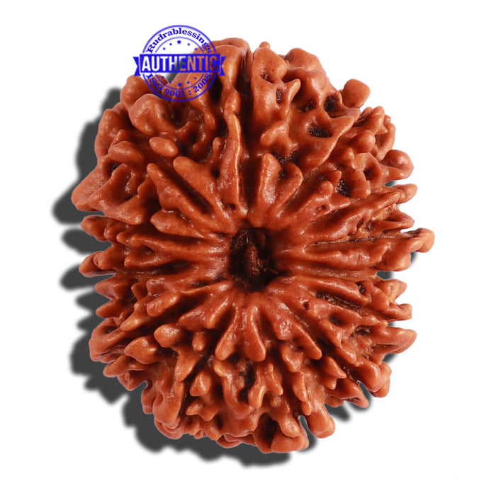 13 Mukhi Nepalese Rudraksha - Bead No. 204