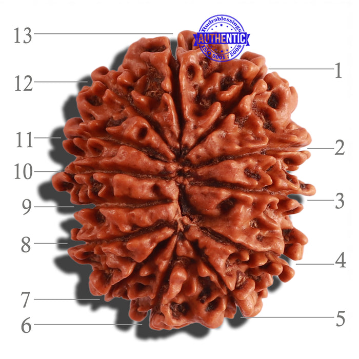 13 Mukhi Nepalese Rudraksha - Bead No. 204