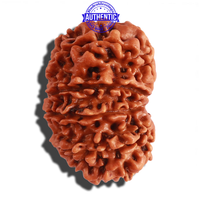 13 Mukhi Nepalese Rudraksha - Bead No. 204