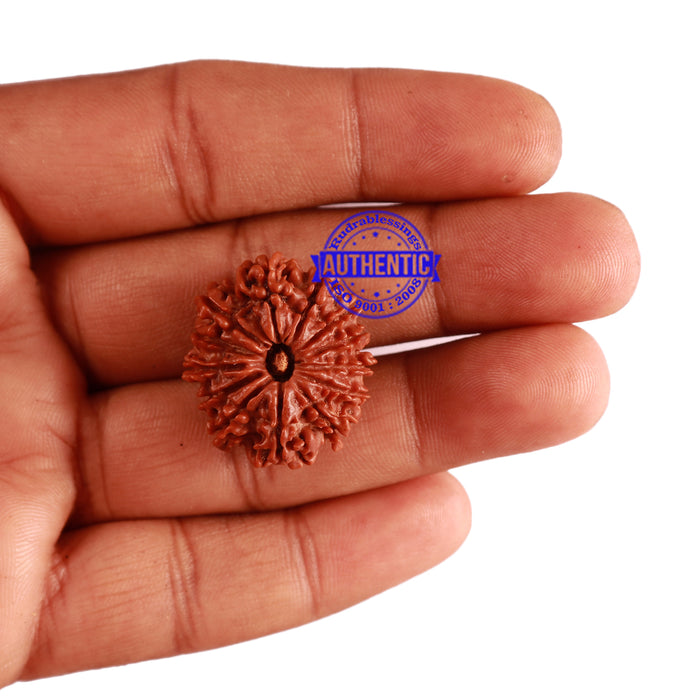 13 Mukhi Nepalese Rudraksha - Bead No. 206