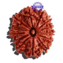 Load image into Gallery viewer, 13 Mukhi Nepalese Rudraksha - Bead No. 206
