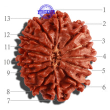 Load image into Gallery viewer, 13 Mukhi Nepalese Rudraksha - Bead No. 206
