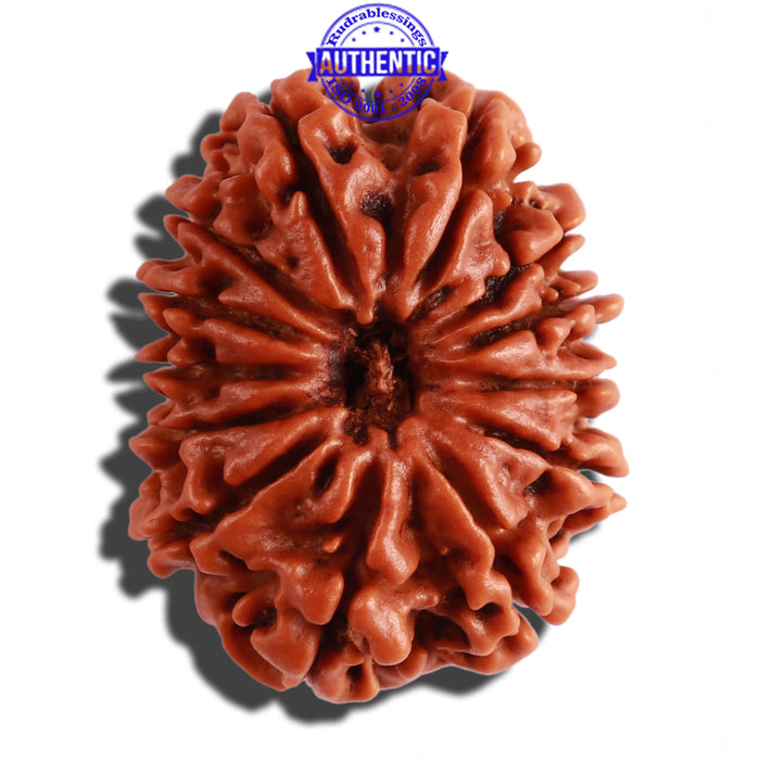 13 Mukhi Nepalese Rudraksha - Bead No. 208