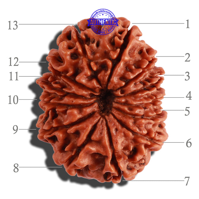 13 Mukhi Nepalese Rudraksha - Bead No. 208