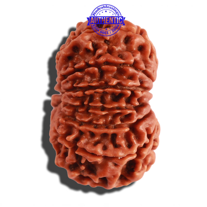 13 Mukhi Nepalese Rudraksha - Bead No. 208