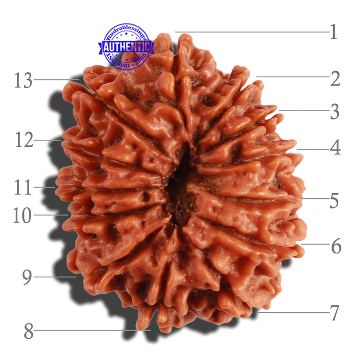 13 Mukhi Nepalese Rudraksha - Bead No. 210