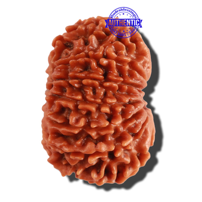 13 Mukhi Nepalese Rudraksha - Bead No. 210