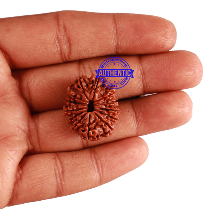 13 Mukhi Nepalese Rudraksha - Bead No. 211