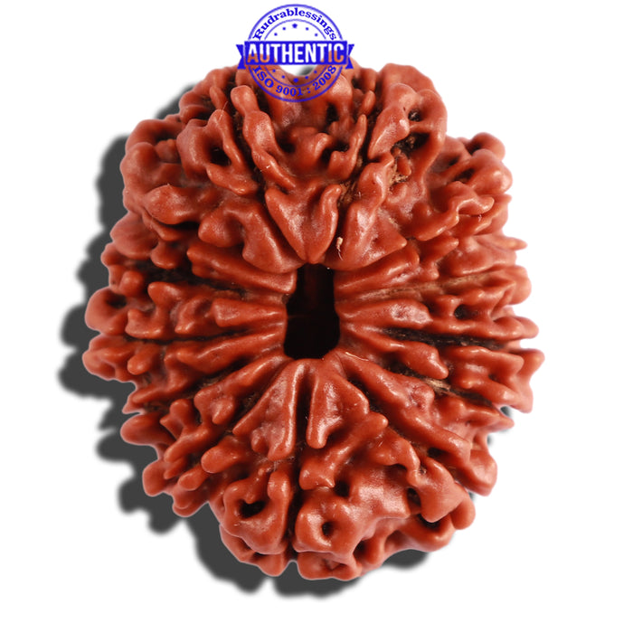 13 Mukhi Nepalese Rudraksha - Bead No. 211