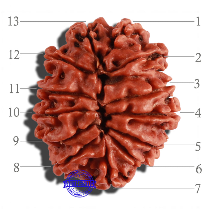 13 Mukhi Nepalese Rudraksha - Bead No. 211