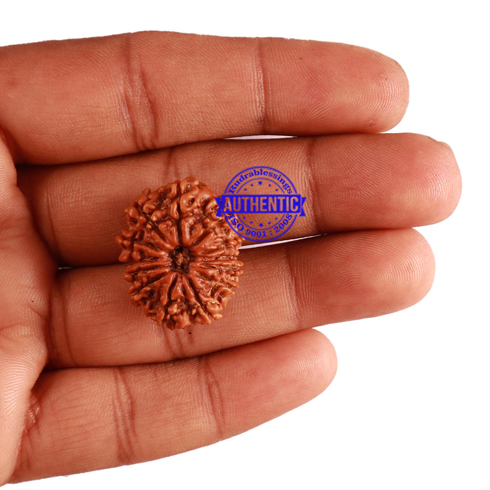 13 Mukhi Nepalese Rudraksha - Bead No. 216