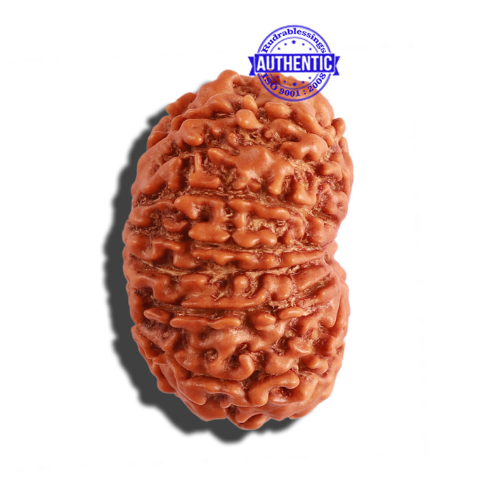 13 Mukhi Nepalese Rudraksha - Bead No. 216
