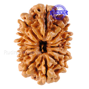 13 Mukhi Nepalese Rudraksha - Bead No. 21