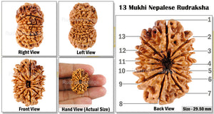 13 Mukhi Nepalese Rudraksha - Bead No. 21