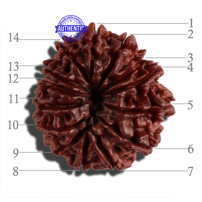 14 Mukhi Nepalese Rudraksha - Bead No. 265