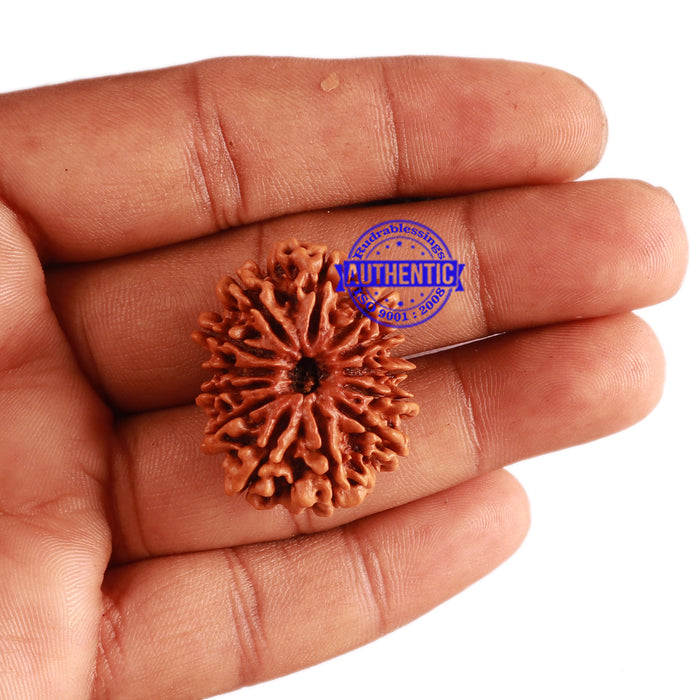 13 Mukhi Nepalese Rudraksha - Bead No. 226