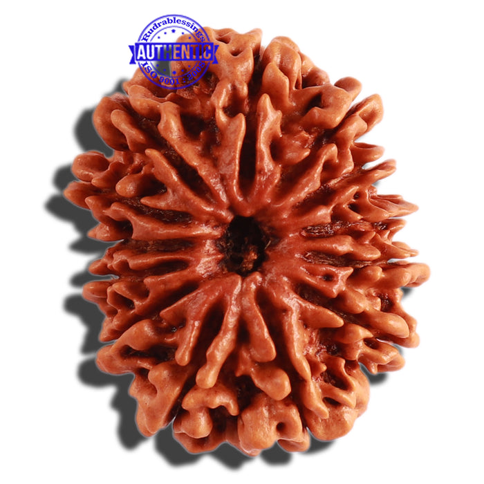 13 Mukhi Nepalese Rudraksha - Bead No. 226