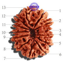 Load image into Gallery viewer, 13 Mukhi Nepalese Rudraksha - Bead No. 226
