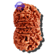 Load image into Gallery viewer, 13 Mukhi Nepalese Rudraksha - Bead No. 226
