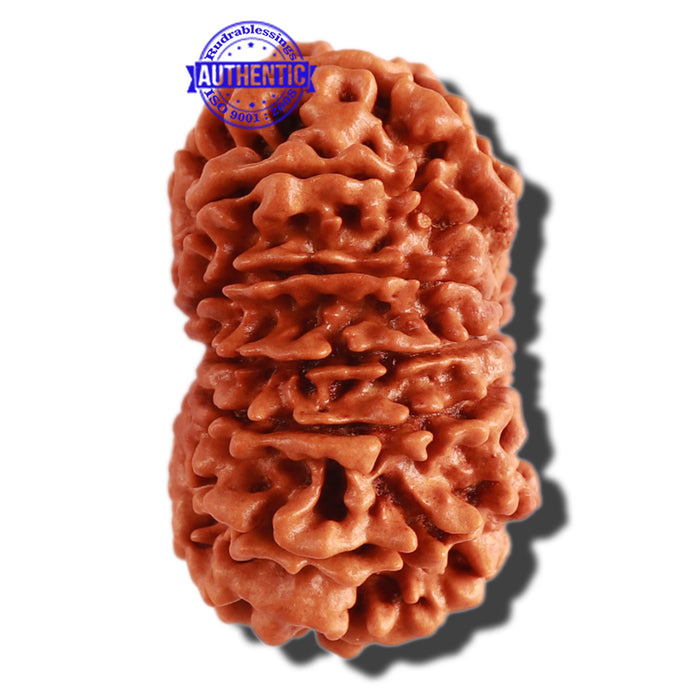 13 Mukhi Nepalese Rudraksha - Bead No. 226