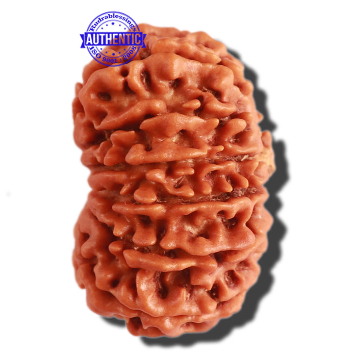 13 Mukhi Nepalese Rudraksha - Bead No. 227
