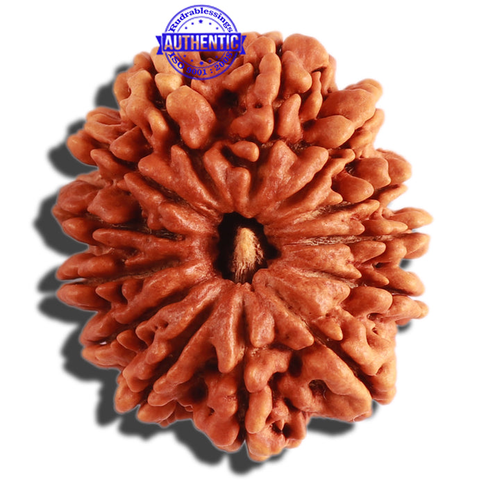 13 Mukhi Nepalese Rudraksha - Bead No 229