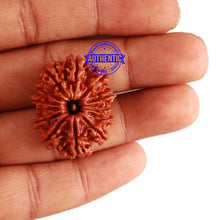 Load image into Gallery viewer, 13 Mukhi Nepalese Rudraksha - Bead No. 230

