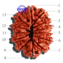 Load image into Gallery viewer, 13 Mukhi Nepalese Rudraksha - Bead No. 230
