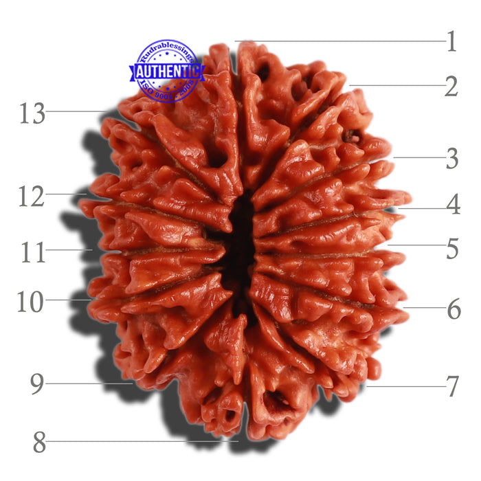 13 Mukhi Nepalese Rudraksha - Bead No. 230