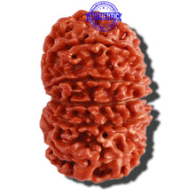 Load image into Gallery viewer, 13 Mukhi Nepalese Rudraksha - Bead No. 230
