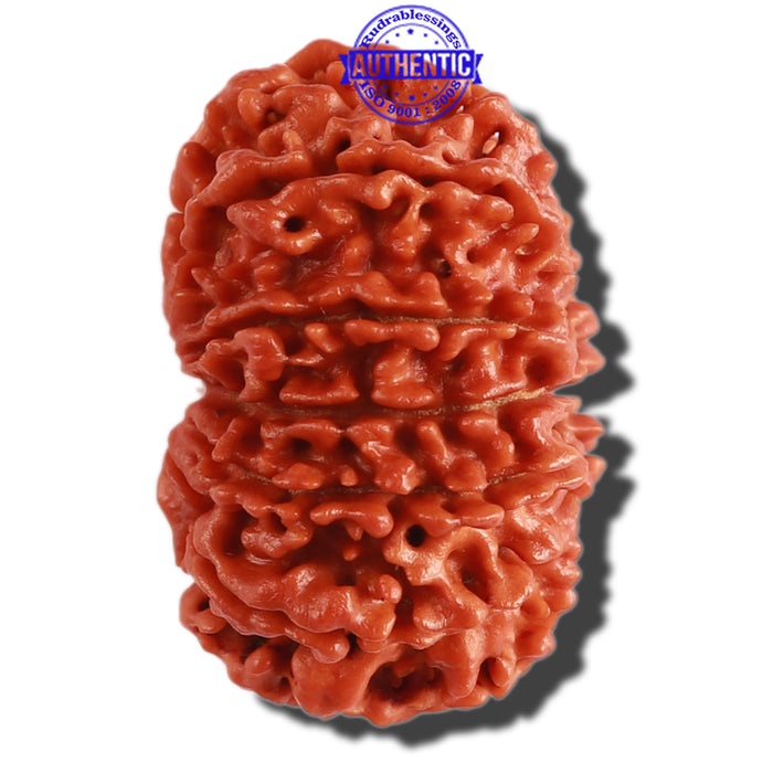 13 Mukhi Nepalese Rudraksha - Bead No. 230