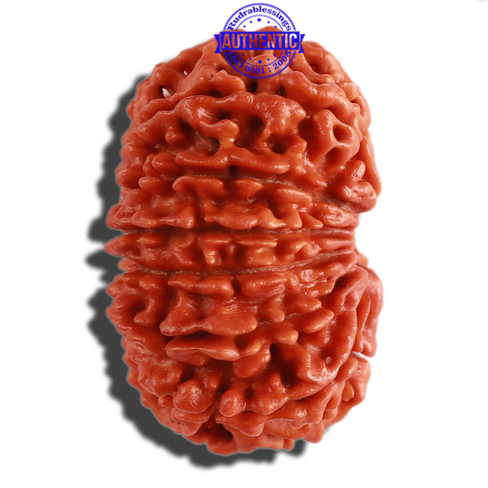 13 Mukhi Nepalese Rudraksha - Bead No. 230