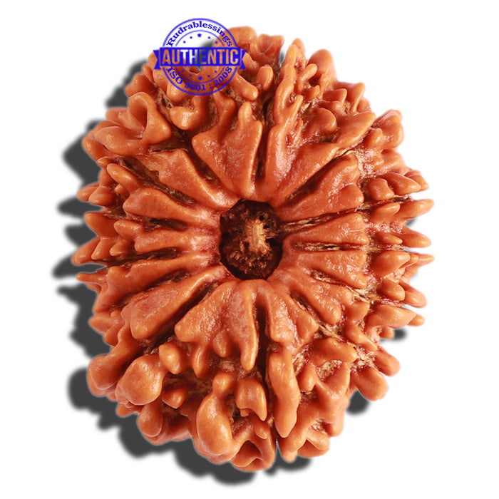 13 Mukhi Nepalese Rudraksha - Bead No. 232