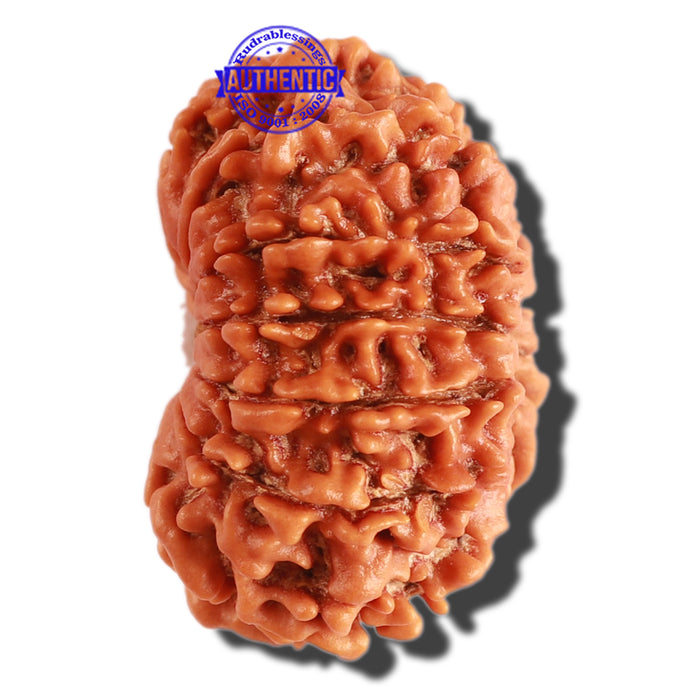 13 Mukhi Nepalese Rudraksha - Bead No. 232
