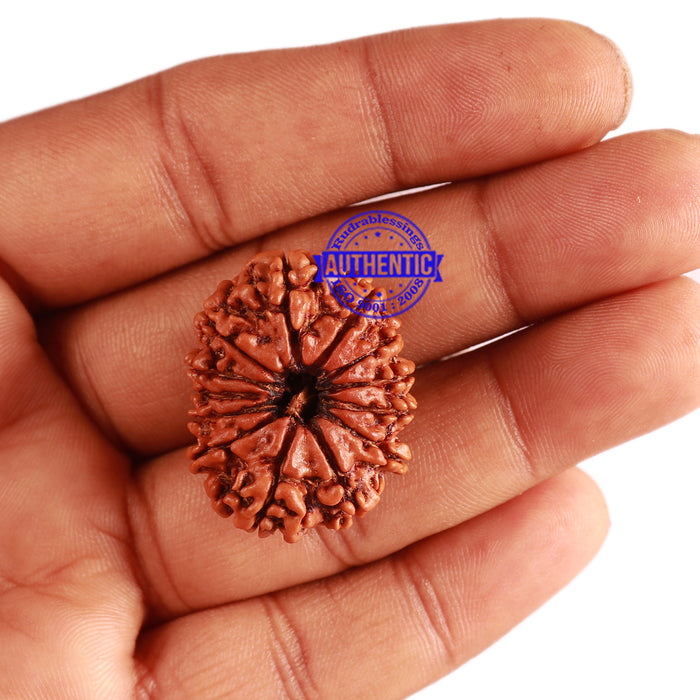 13 Mukhi Nepalese Rudraksha - Bead No. 233