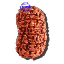 Load image into Gallery viewer, 13 Mukhi Nepalese Rudraksha - Bead No. 233
