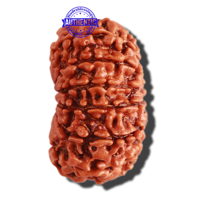 13 Mukhi Nepalese Rudraksha - Bead No. 233