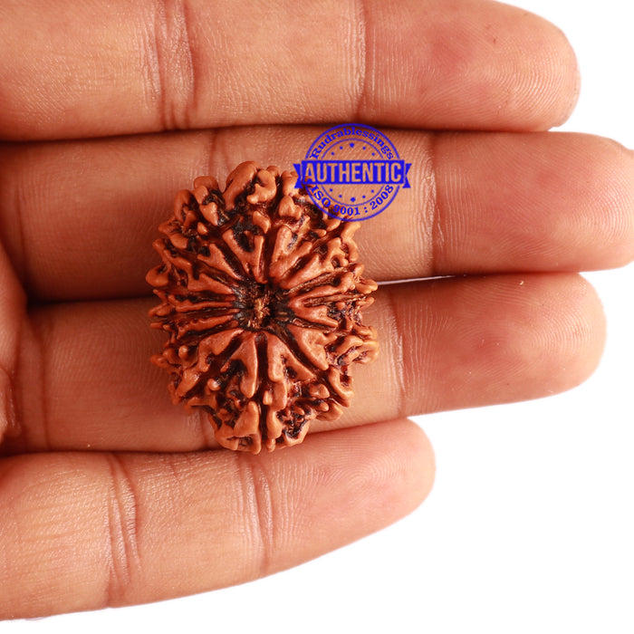 13 Mukhi Nepalese Rudraksha - Bead No. 235