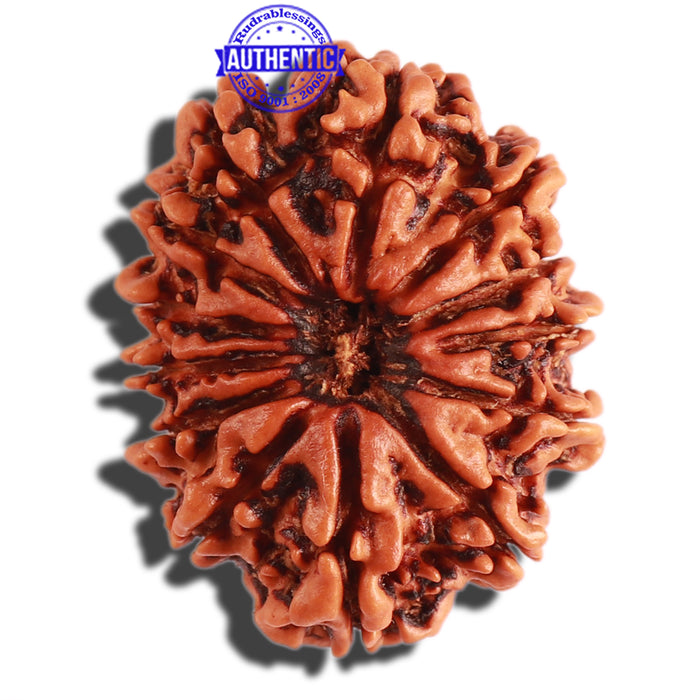 13 Mukhi Nepalese Rudraksha - Bead No. 235