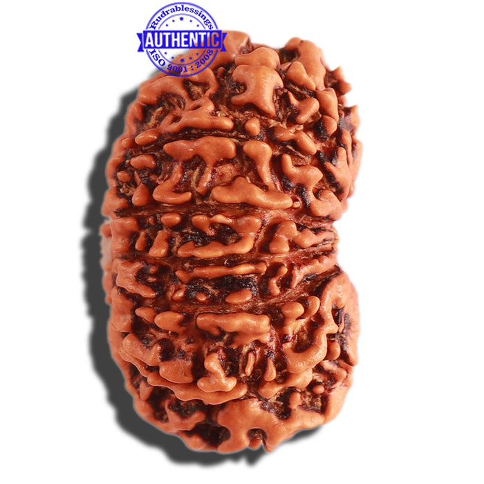 13 Mukhi Nepalese Rudraksha - Bead No. 235
