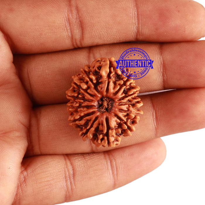 13 Mukhi Nepalese Rudraksha - Bead No. 236