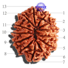 Load image into Gallery viewer, 13 Mukhi Nepalese Rudraksha - Bead No. 236
