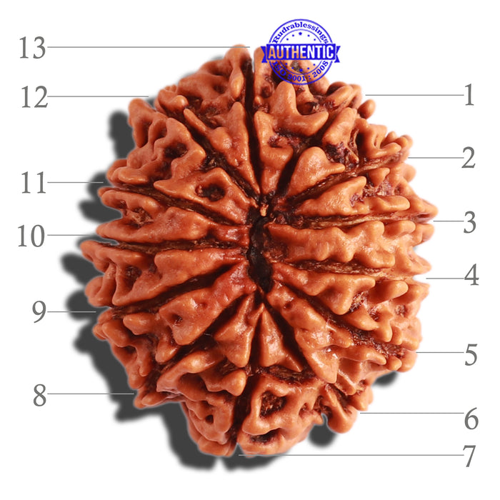 13 Mukhi Nepalese Rudraksha - Bead No. 236