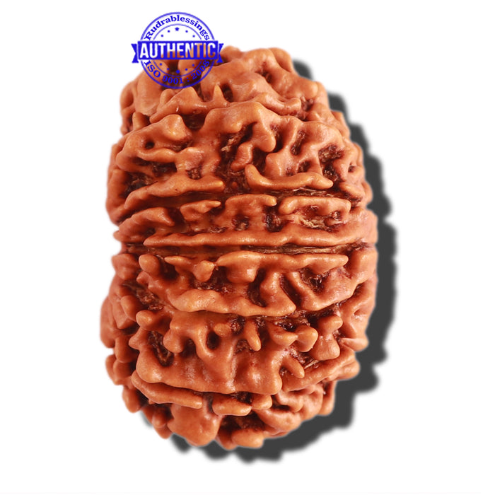 13 Mukhi Nepalese Rudraksha - Bead No. 236