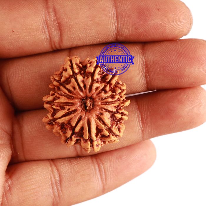 13 Mukhi Nepalese Rudraksha - Bead No. 237