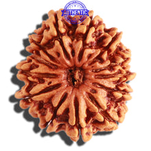 Load image into Gallery viewer, 13 Mukhi Nepalese Rudraksha - Bead No. 237
