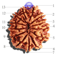 Load image into Gallery viewer, 13 Mukhi Nepalese Rudraksha - Bead No. 237
