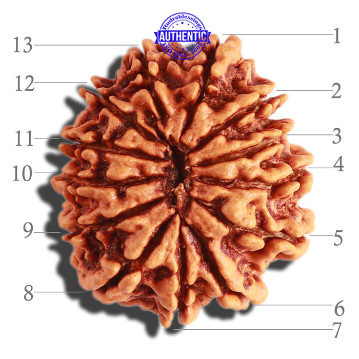13 Mukhi Nepalese Rudraksha - Bead No. 237