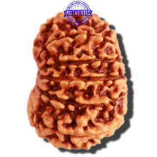 Load image into Gallery viewer, 13 Mukhi Nepalese Rudraksha - Bead No. 237
