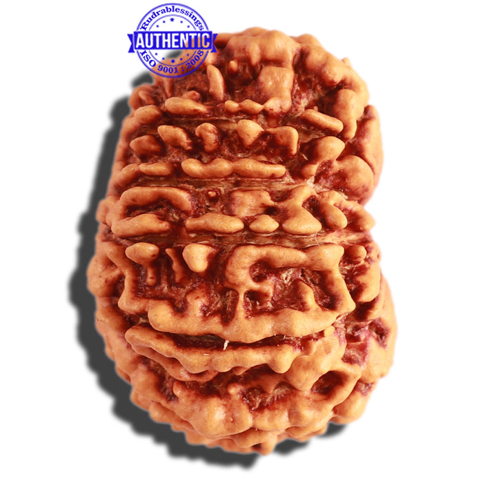 13 Mukhi Nepalese Rudraksha - Bead No. 237